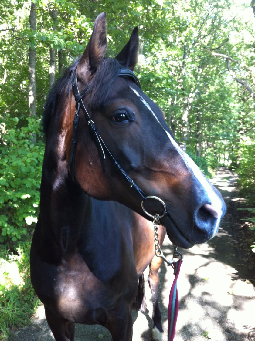 Mackan huvud Bäckagården