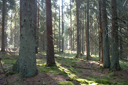 Hastaboke-solljus-OF-416px