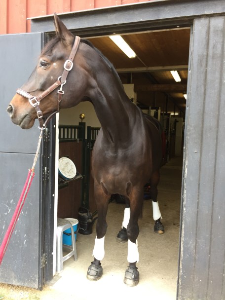 Mackan på väg ut